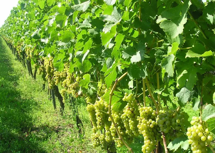 Kro Gaestehof - Weinbau Saeger