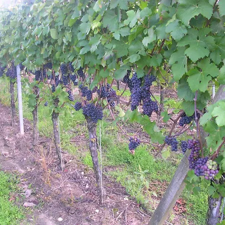 Gaestehof - Weinbau Saeger Nordheim am Main