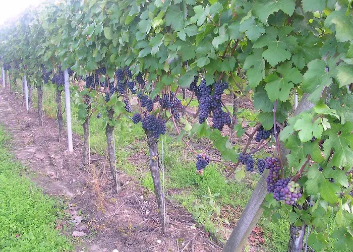 Gaestehof - Weinbau Saeger Nordheim am Main